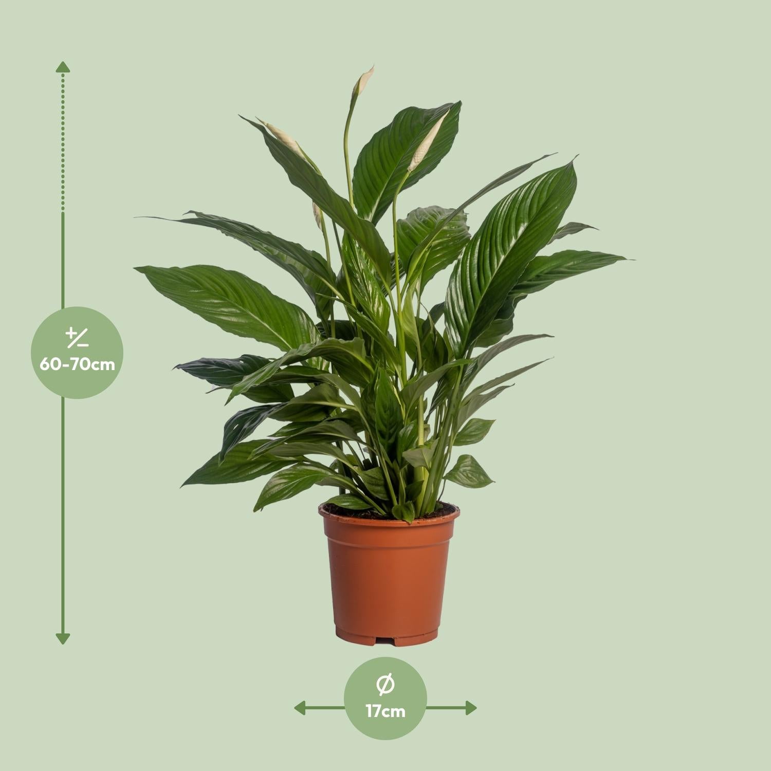 Afmetingen en maattabel van de Spathiphyllum Vivaldi Vredeslelie - hoogte 70cm en potmaat Ø17cm.