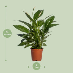 Afmetingen en maattabel van de Spathiphyllum Vivaldi Vredeslelie - hoogte 70cm en potmaat Ø17cm.