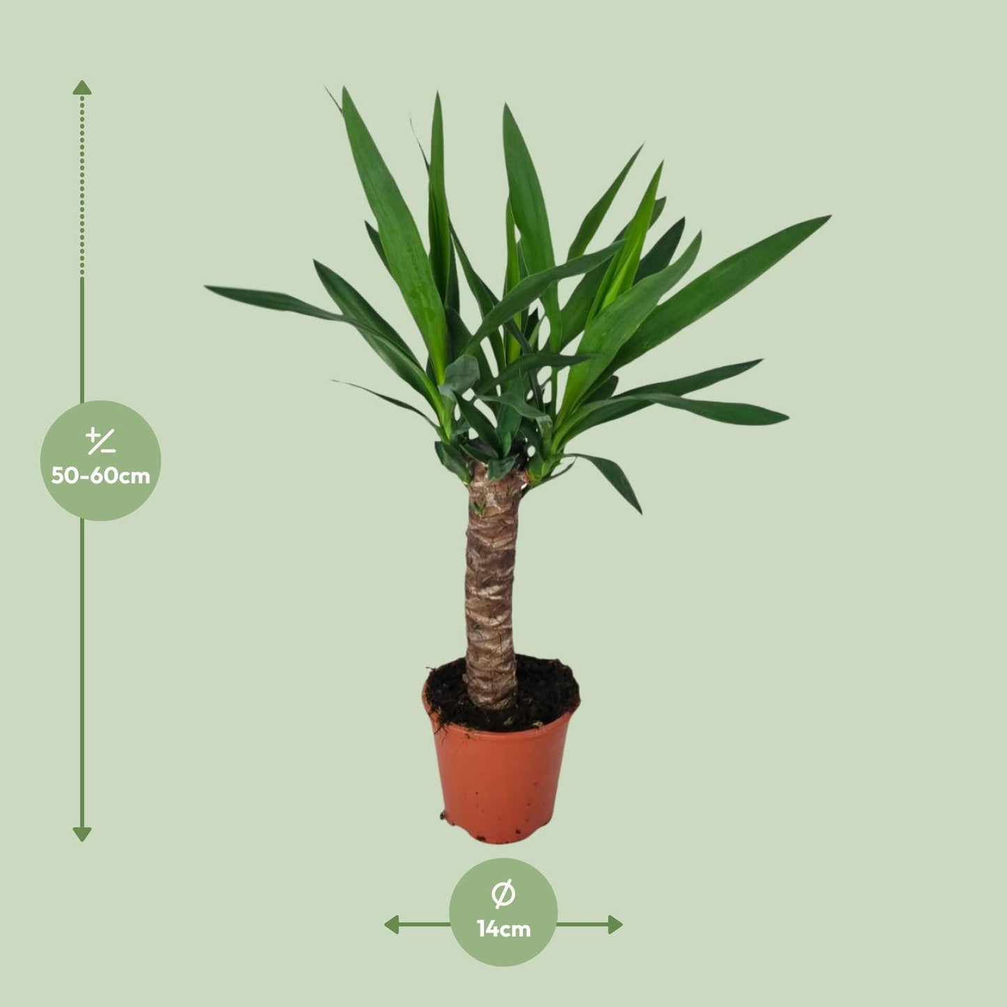 Afmetingen van de Yucca elephantipes incapalm voor veel indirect licht - deze plant is 60 cm hoog en 14 cm breed.