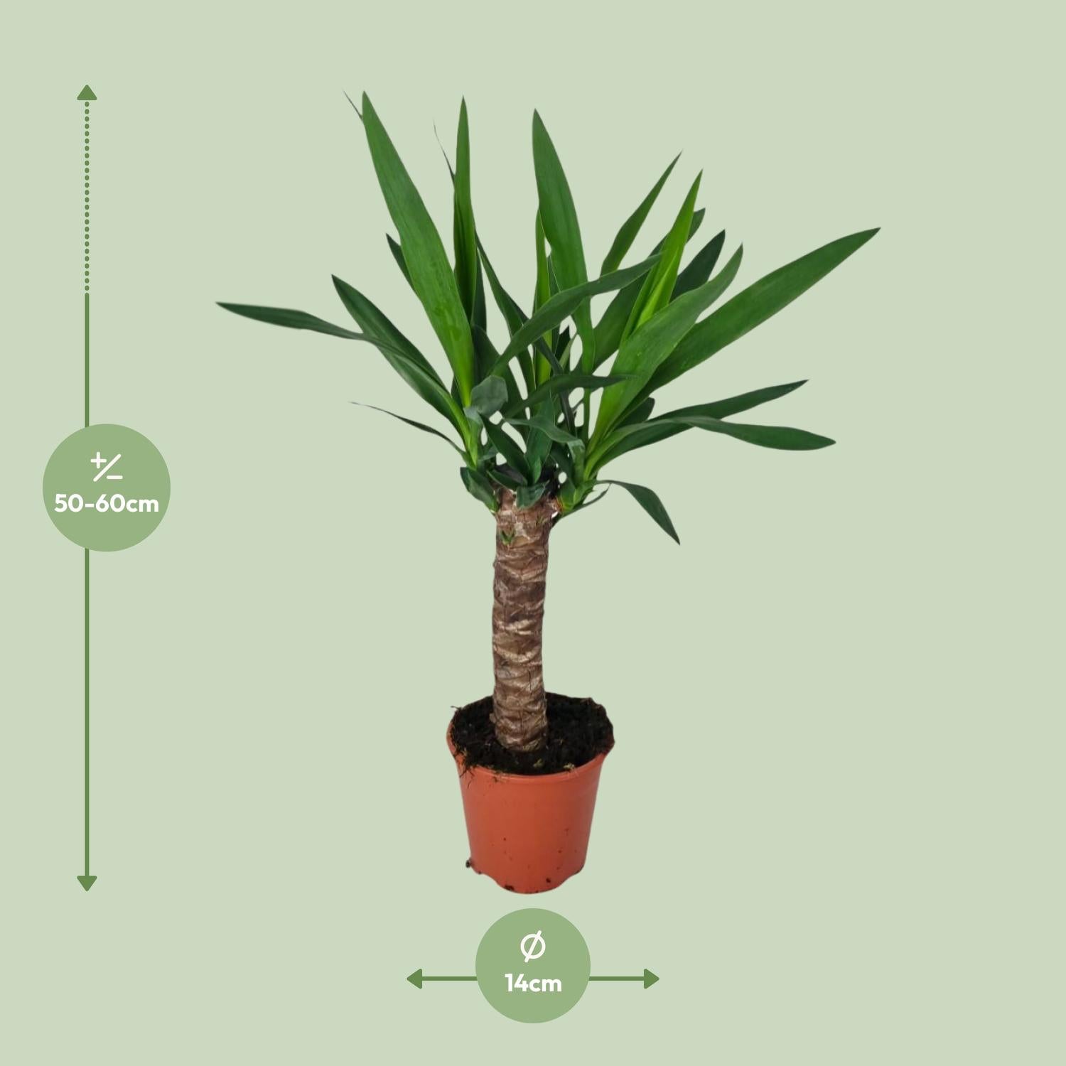 Afmetingen van de Yucca elephantipes incapalm voor veel indirect licht - deze plant is 60 cm hoog en 14 cm breed.