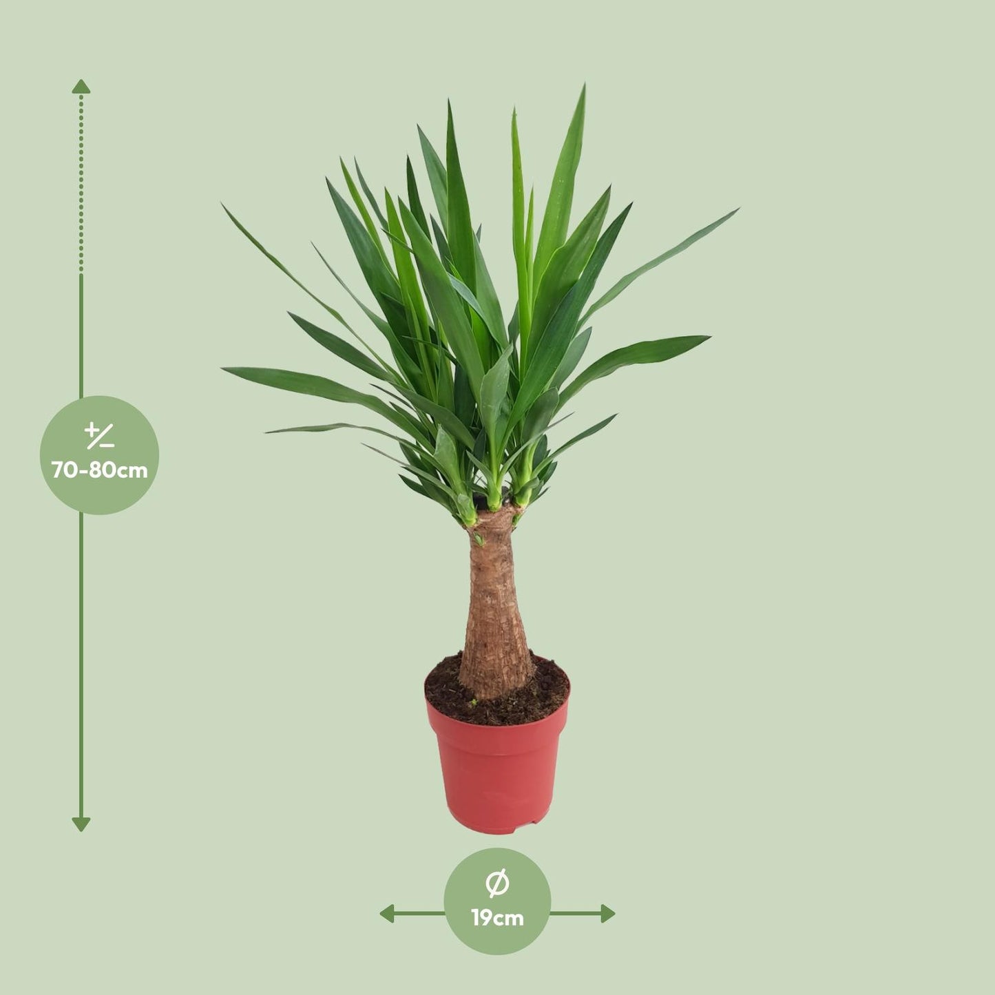 Afmetingen van de Yucca elephantipes Mayaboom voor indirect licht - deze plant is 80 cm hoog en 19 cm breed.