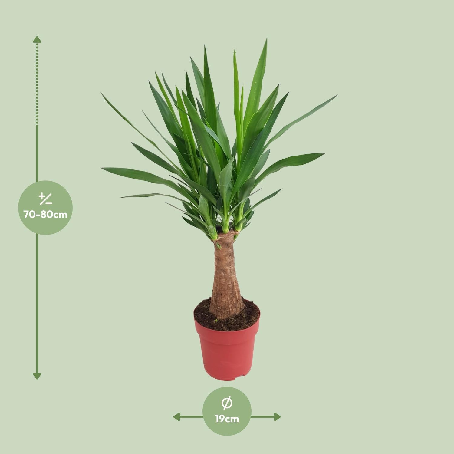 Afmetingen van de Yucca elephantipes Mayaboom voor indirect licht - deze plant is 80 cm hoog en 19 cm breed.
