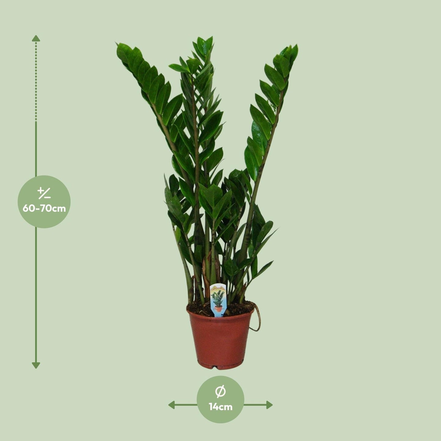 Afmetingen van de Zamioculcas zamiifolia ZZ-plant - deze plant is 60 cm hoog en 14 cm breed.