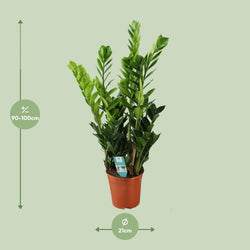 Afmetingen van de Zamioculcas ZZ plant voor de schaduw - deze plant is 100 cm hoog en 21 cm breed.