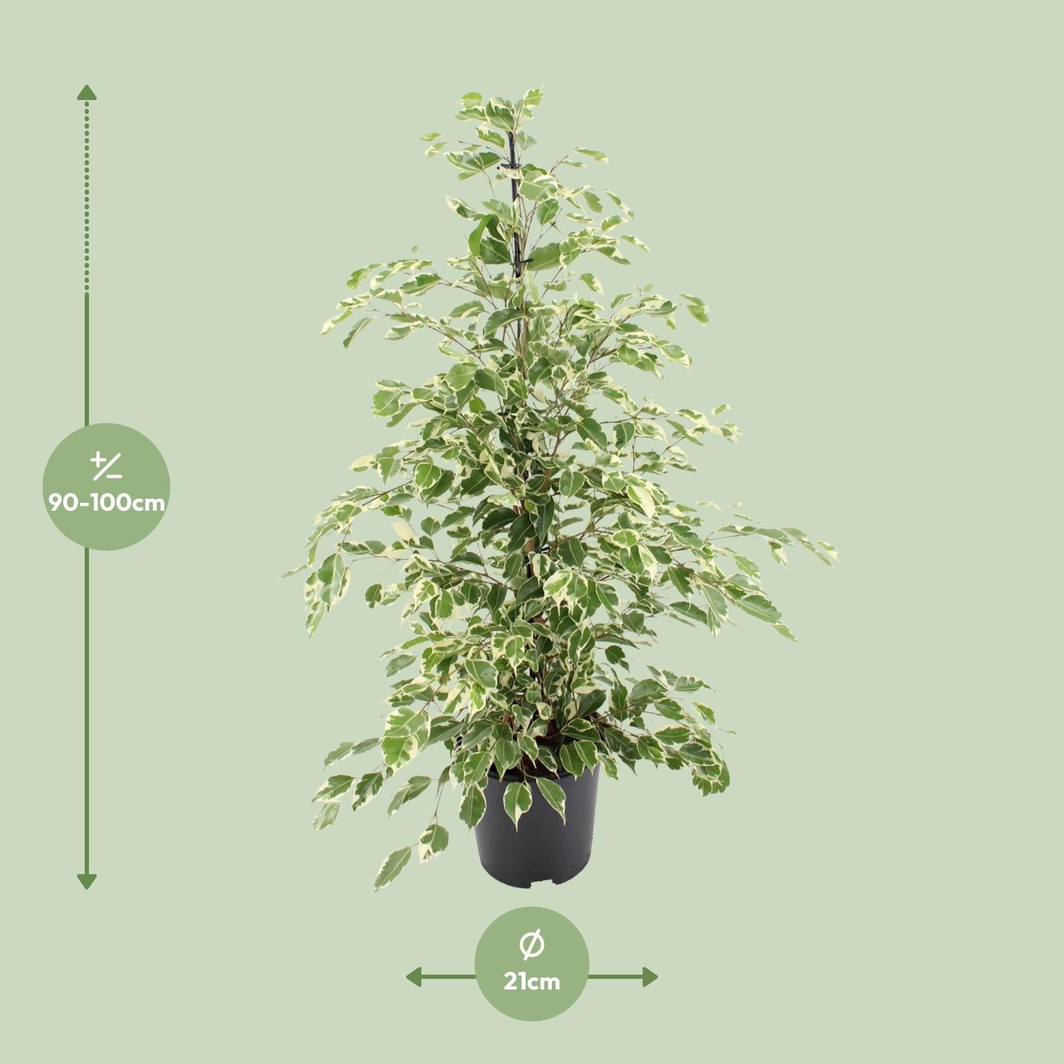 Infographic met afmetingen van Treurvijg Holly: hoogte 100cm en potmaat 21cm.