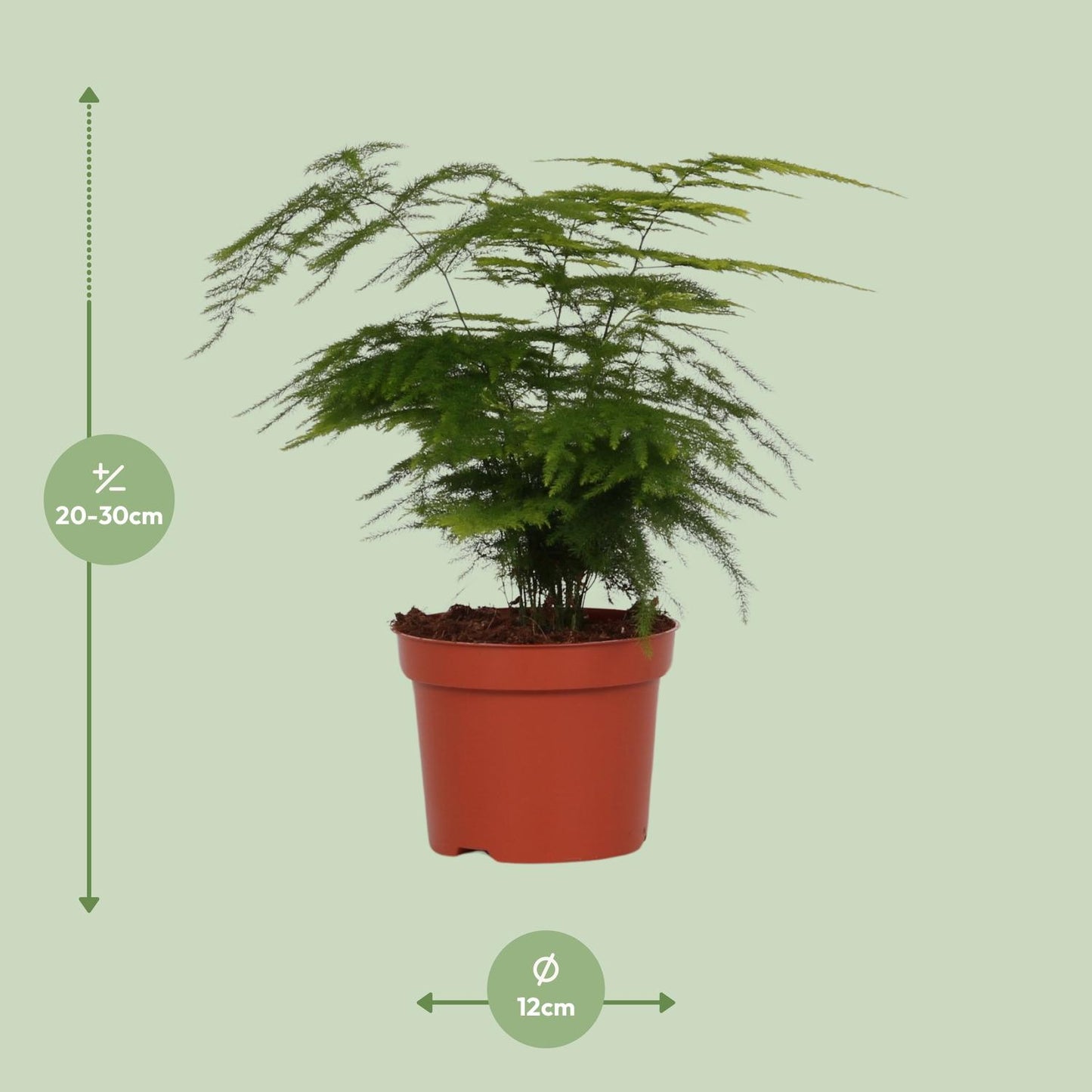Infographic met de afmetingen van Sierasperge Winston: hoogte 30cm en potmaat 12cm op een lichtgroene achtergrond.