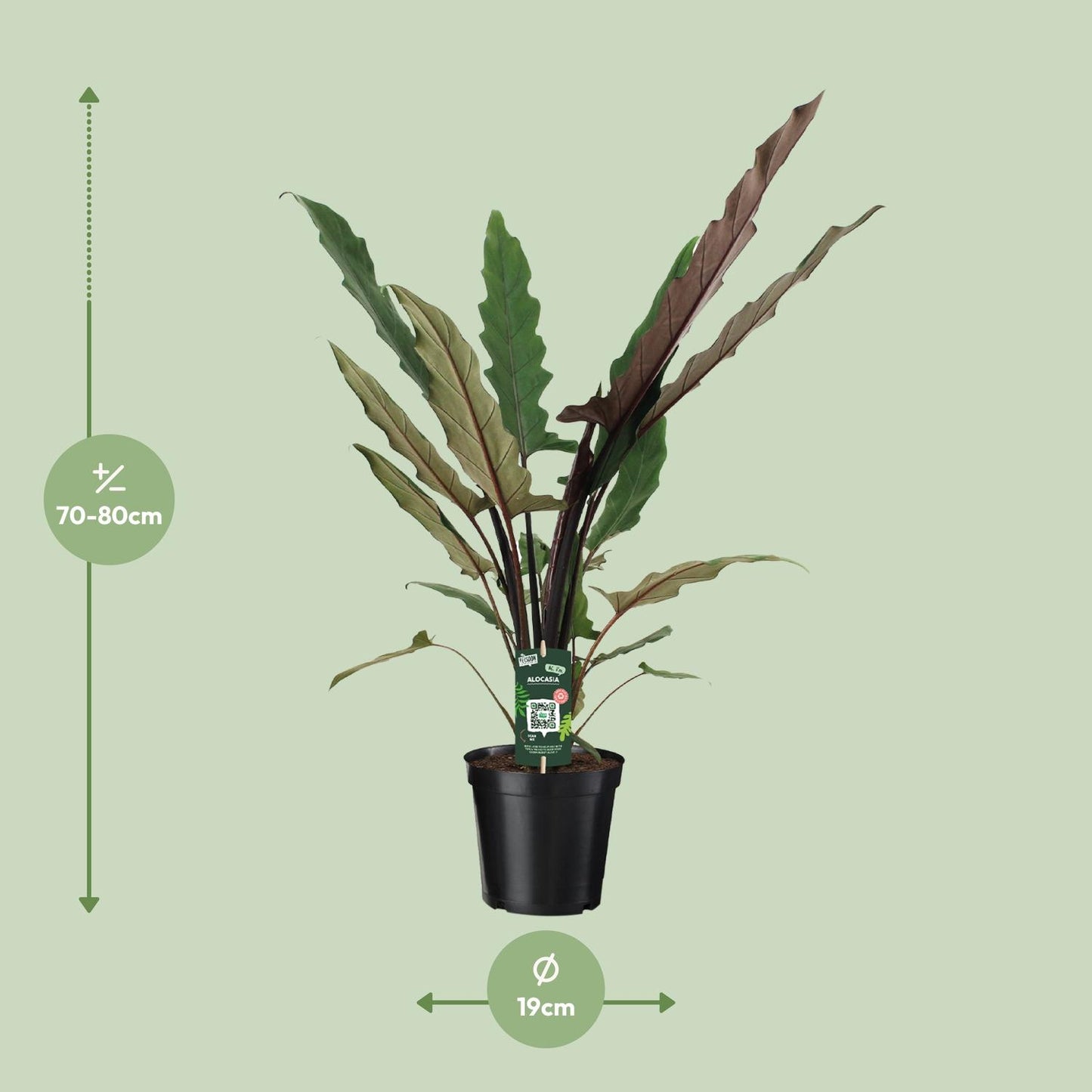 Infographic met de afmetingen van Olifantsoor Lauty: hoogte 80cm en potmaat 19cm.