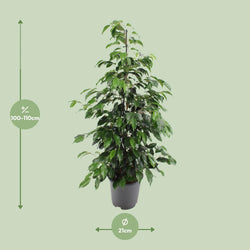 Afmetingen Ficus benjamina Danielle Joyce: hoogte 110cm potmaat 21cm