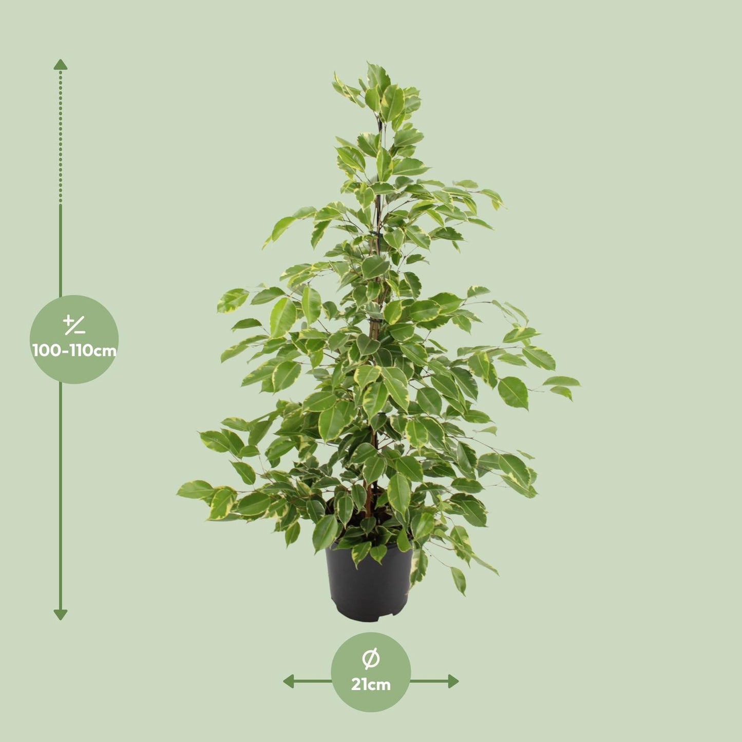 Afmetingen Ficus benjamina Gold King Yaro: hoogte 110cm potmaat 21cm