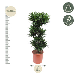 Afmetingen Dracaena compacta Bastiaan: hoogte 140cm potmaat 30cm