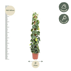 Afmetingen Philodendron scandens Brasil Ria: hoogte 150cm potmaat 27cm