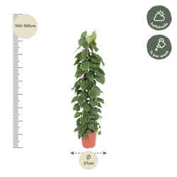 Afmetingen Philodendron scandens Sandro: hoogte 150cm potmaat 27cm aan gaasrek