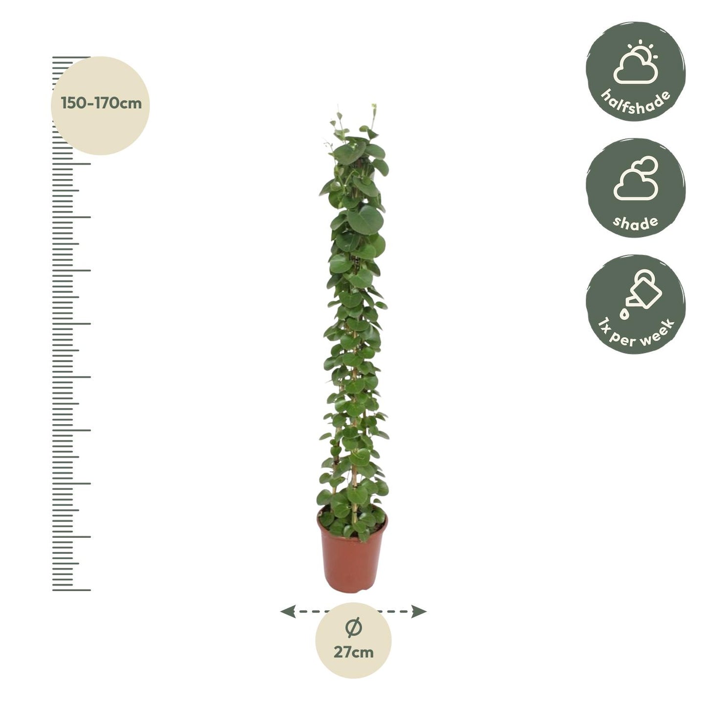 Afmetingen Cissus rotundifolia Dorpje Piramide: hoogte 160cm potmaat 27cm