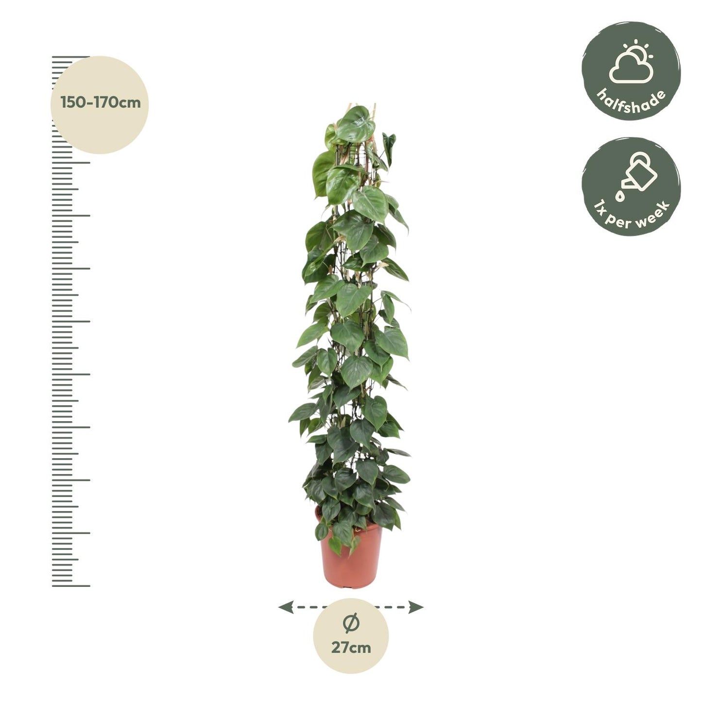 Afmetingen Philodendron scandens Sandro op mosstok: hoogte 160cm potmaat 27cm