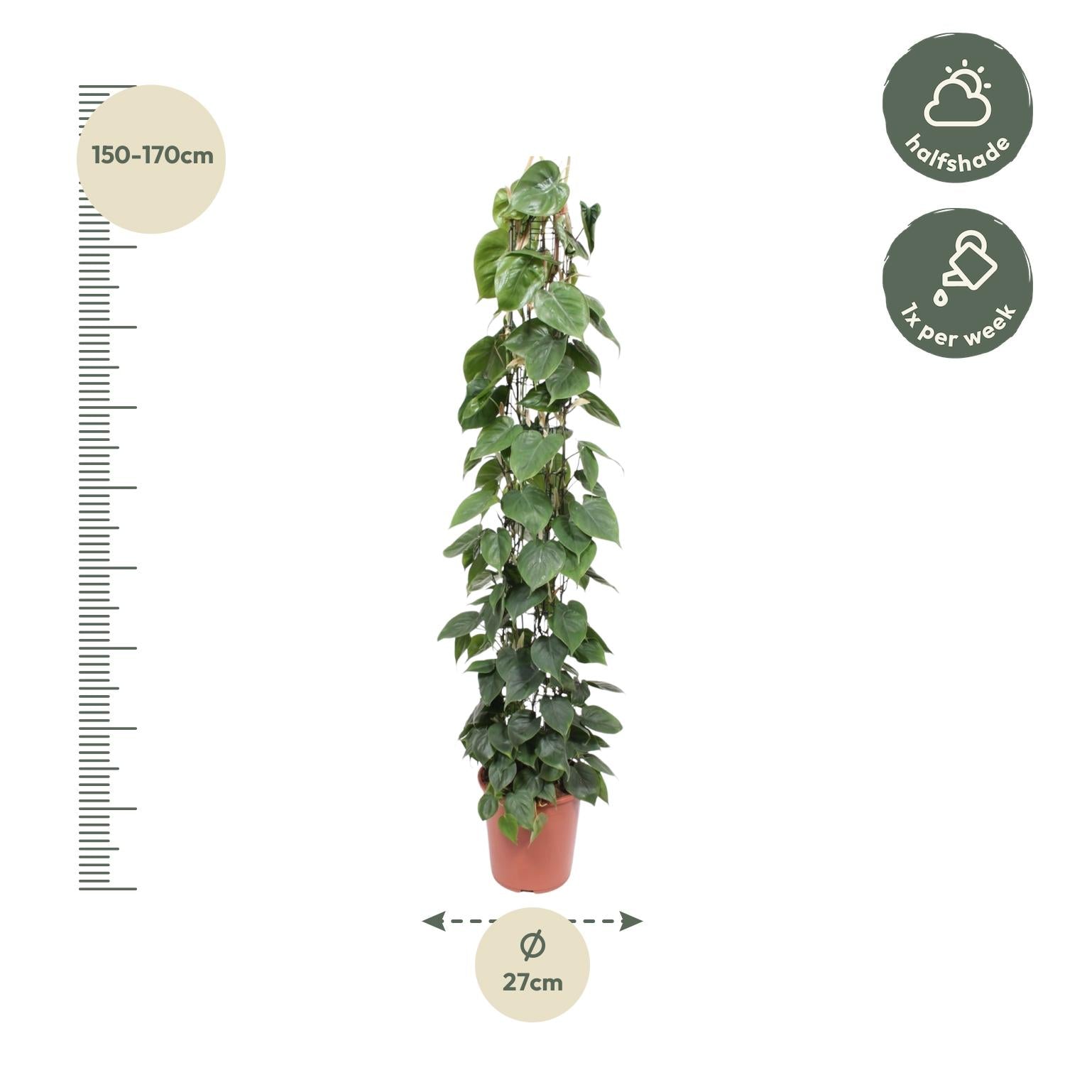 Afmetingen Philodendron scandens Sandro op mosstok: hoogte 160cm potmaat 27cm