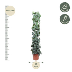 Afmetingen Scindapsus pictus Trebie: hoogte 160cm potmaat 27cm