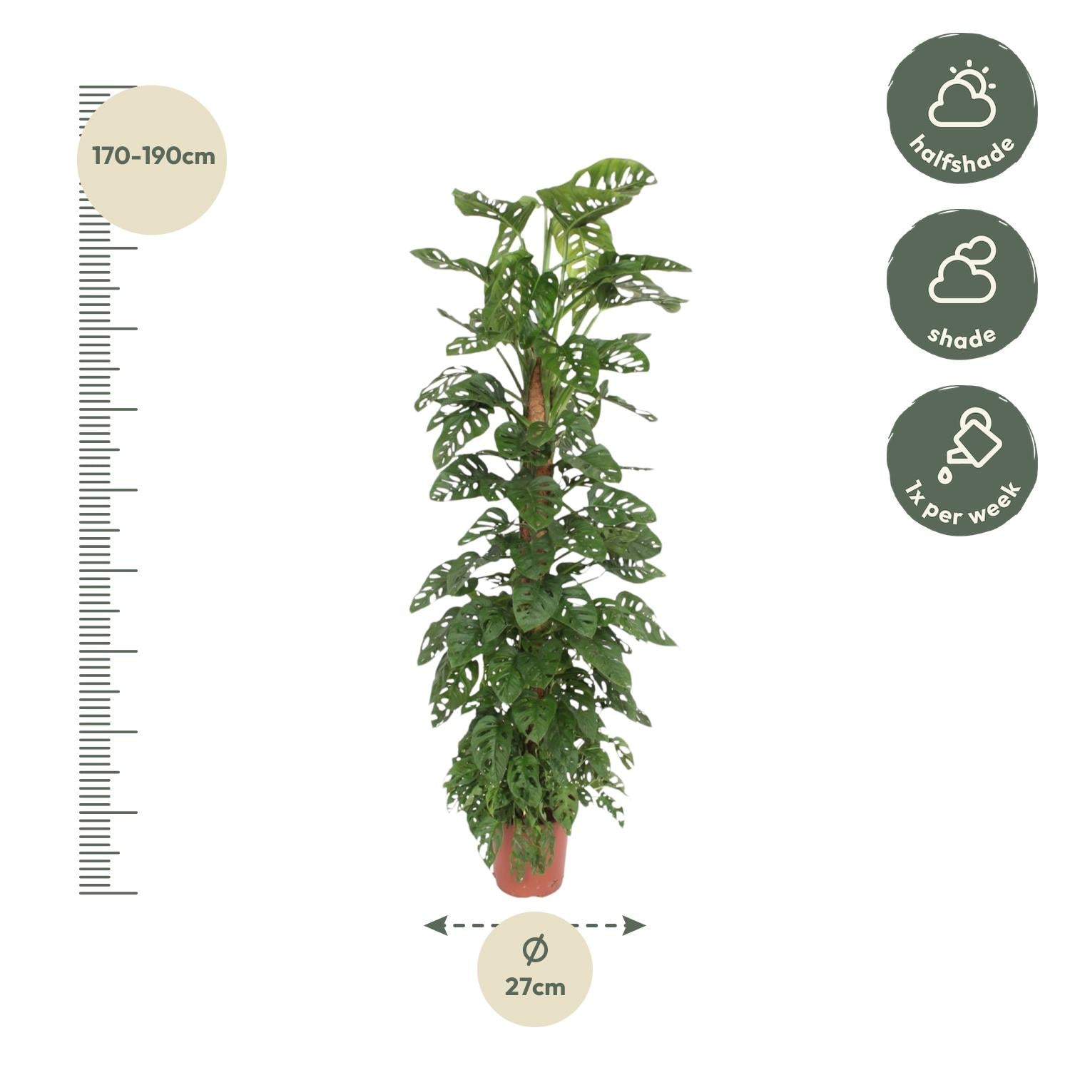 Afmetingen Monstera adansonii Benjamin: hoogte 170cm potmaat 27cm op mosstok