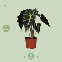 Afmetingen Alocasia amazonica Polly: hoogte 30cm potmaat 12cm