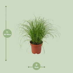 Afmetingen Cyperus alternifolius Snorrie: hoogte 30cm potmaat 12cm