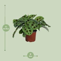 Afmetingen Maranta leuconeura Mara: hoogte 30cm potmaat 12cm