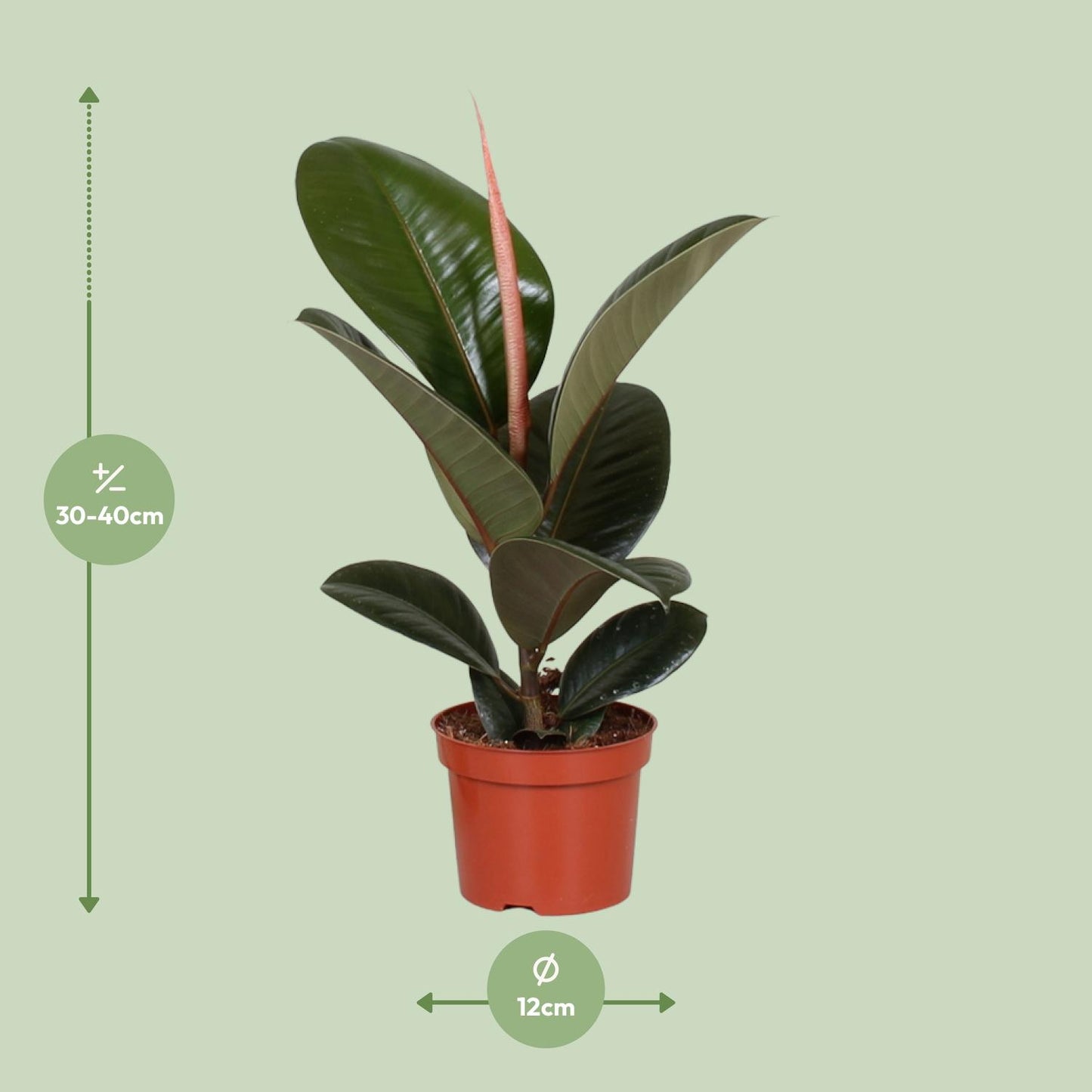 Afmetingen Ficus elastica Robusta Paulo: hoogte 35cm potmaat 12cm