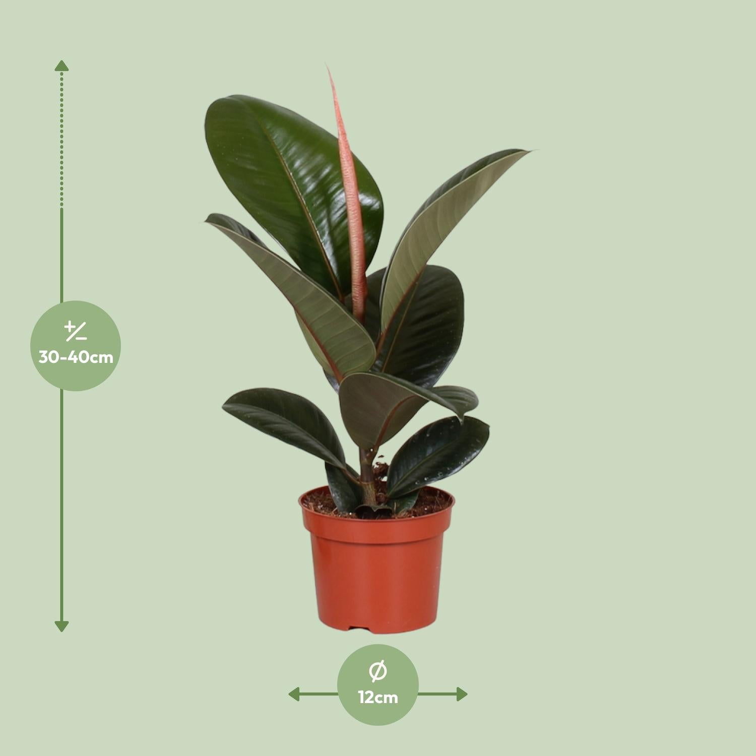 Afmetingen Ficus elastica Robusta Paulo: hoogte 35cm potmaat 12cm