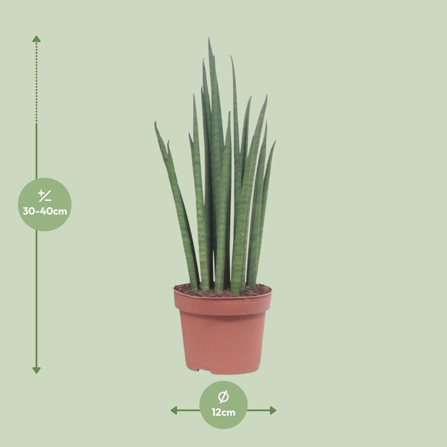 Afmetingen Sansevieria Mikado Mike: hoogte 40cm potmaat 12cm
