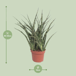 Afmetingen Sansevieria fernwood Punk Noah: hoogte 40cm potmaat 12cm