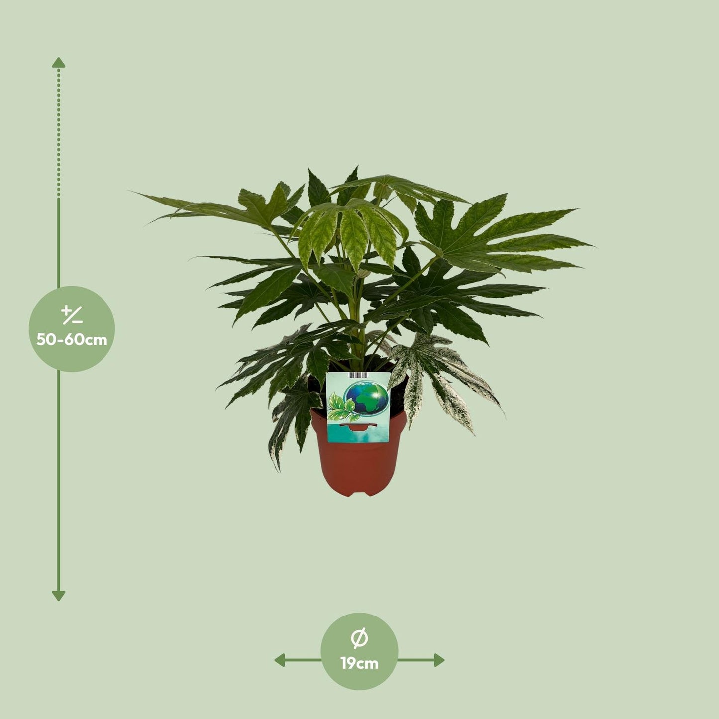 Afmetingen hoogte 60cm Fatsia japonica Variegata Kenzo