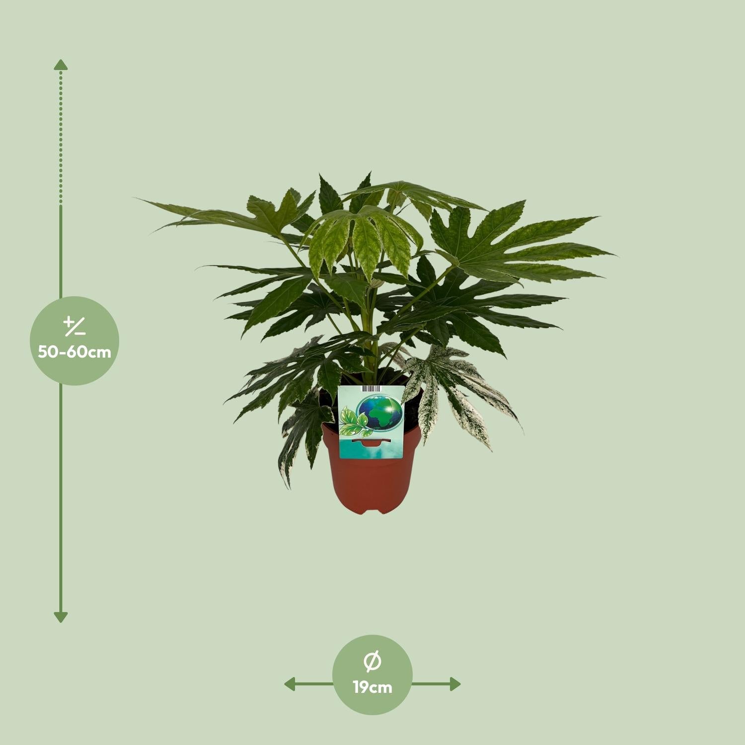 Afmetingen hoogte 60cm Fatsia japonica Variegata Kenzo