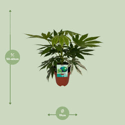 Afmetingen hoogte 60cm Fatsia japonica Variegata Kenzo