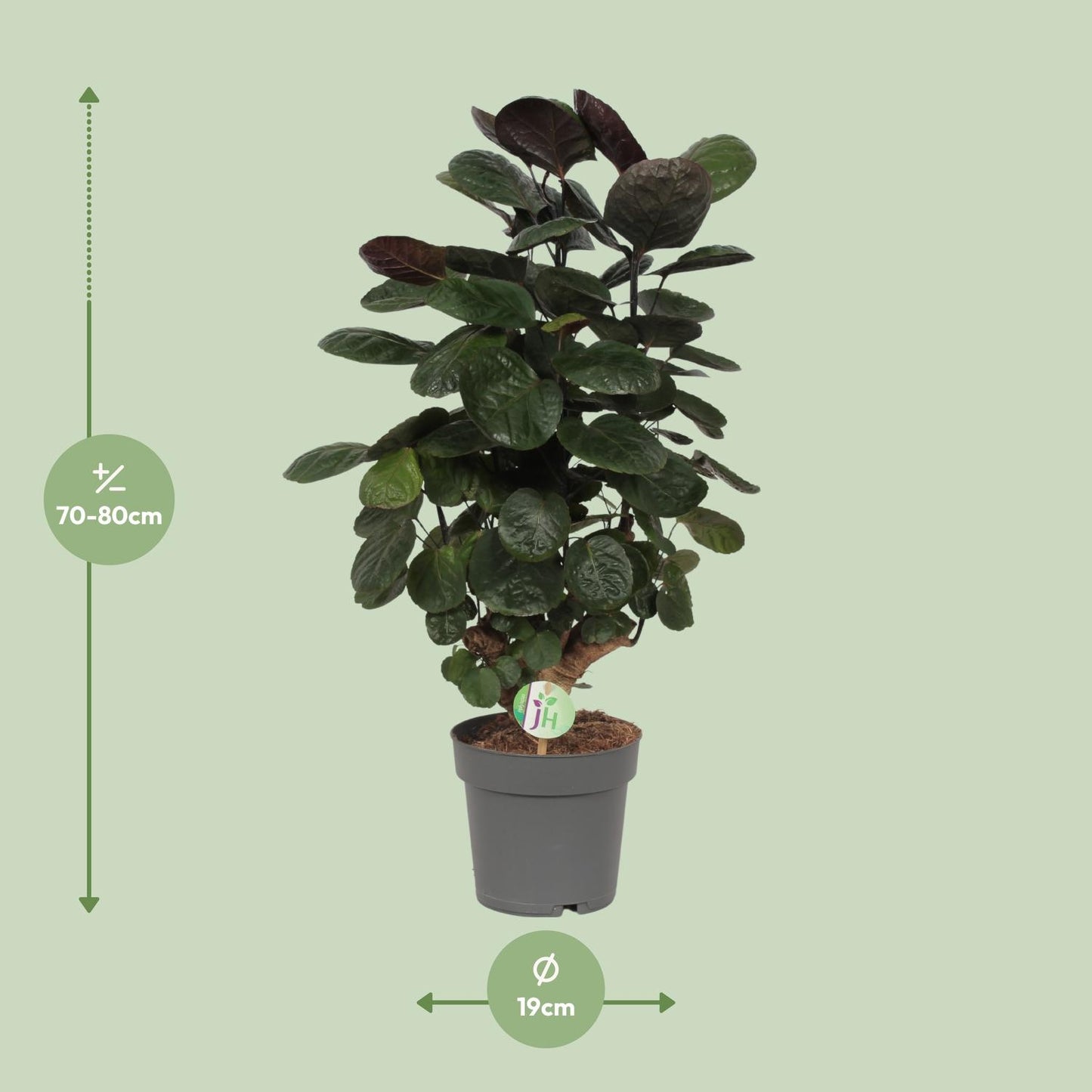 Afmetingen Polyscias scutellaria Fabian: hoogte 80cm potmaat 19cm