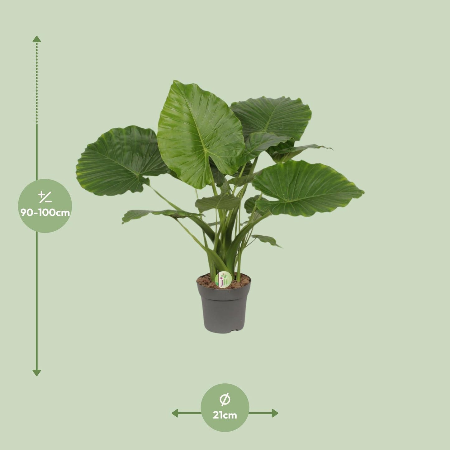 Afmetingen Alocasia gageana California Cali: hoogte 90cm potmaat 21cm
