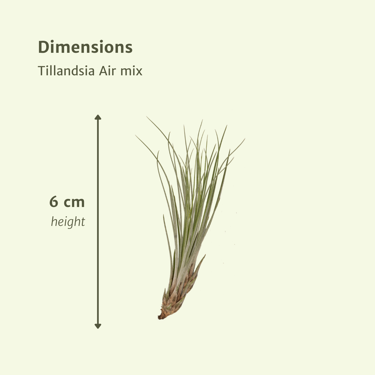 Afmetingen van Tillandsia Air Mix