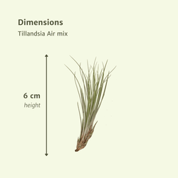 Afmetingen van Tillandsia Air Mix