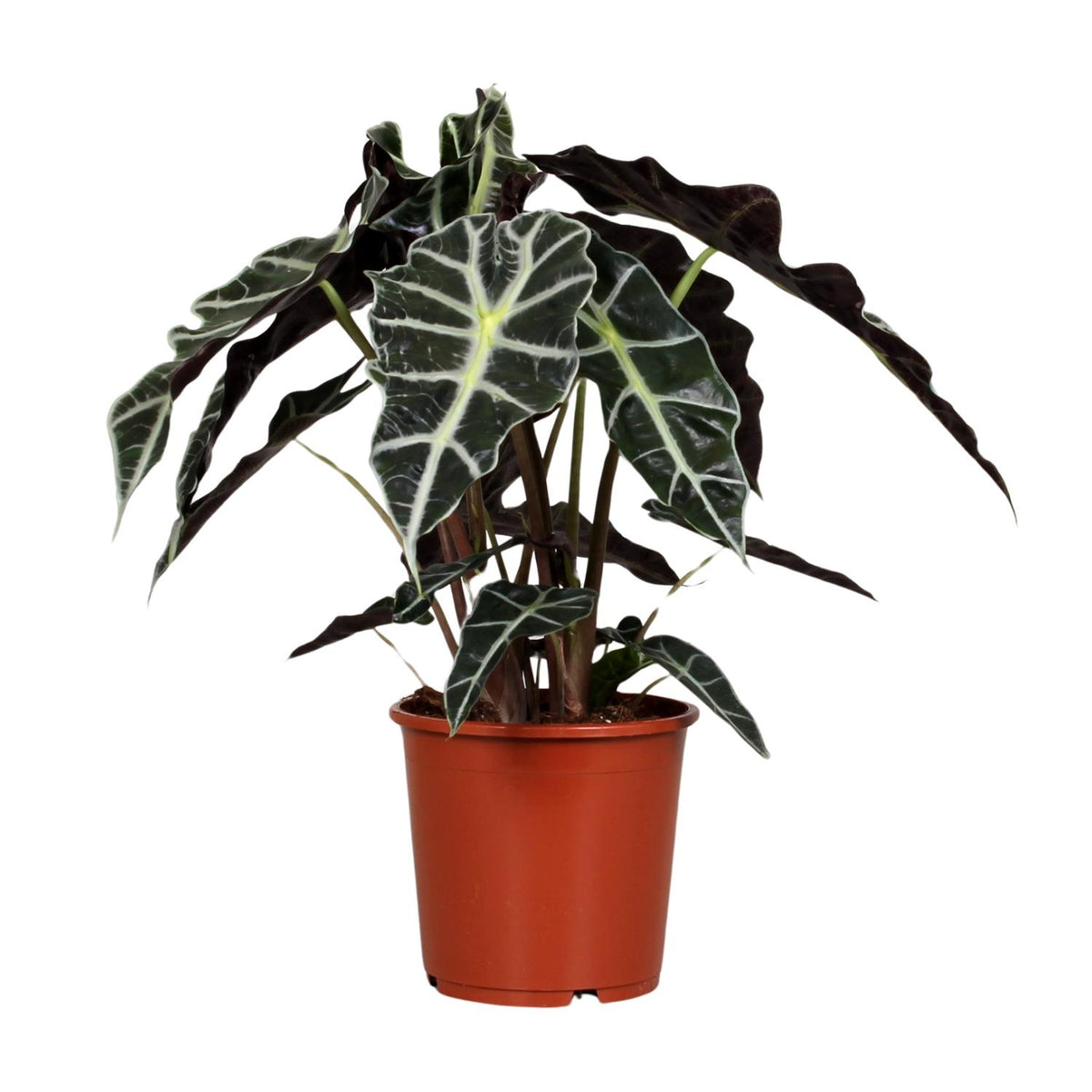 Alocasia Polly Skeletplant 50cm luchtzuiverende plant voor de badkamer