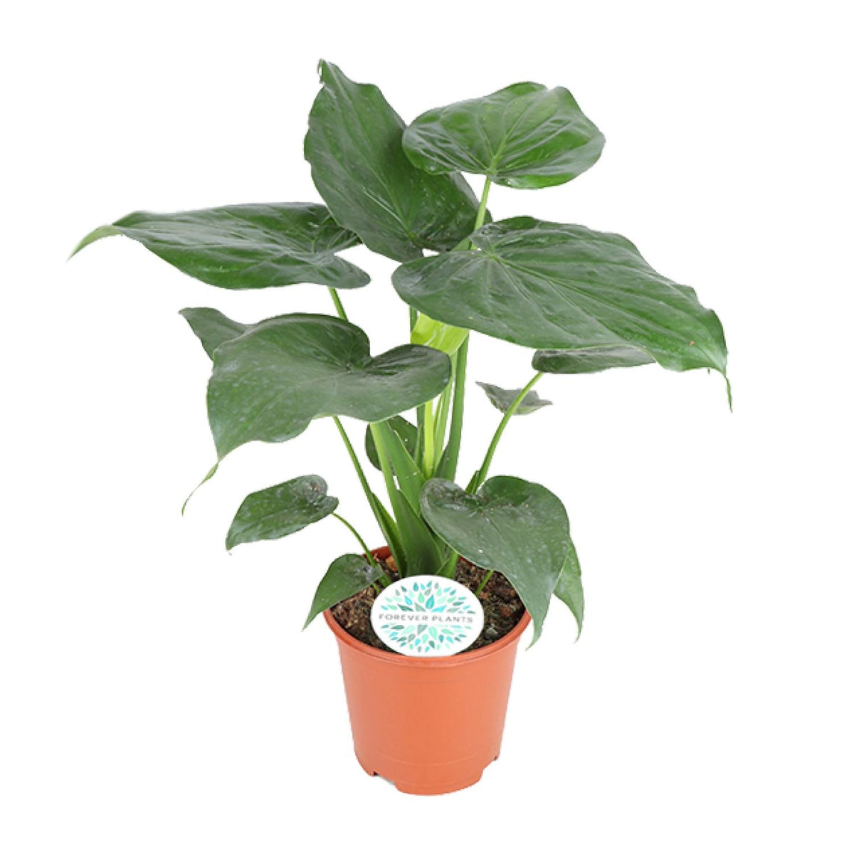 Gezonde kamerplant Alocasia cucullata Boeddha's Hand Cucu 80cm hoog