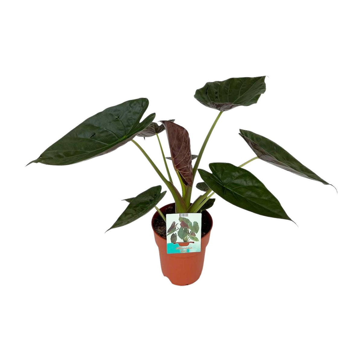 Mooie kamerplant Alocasia wentii Olifantsoor Wendy 90cm hoog