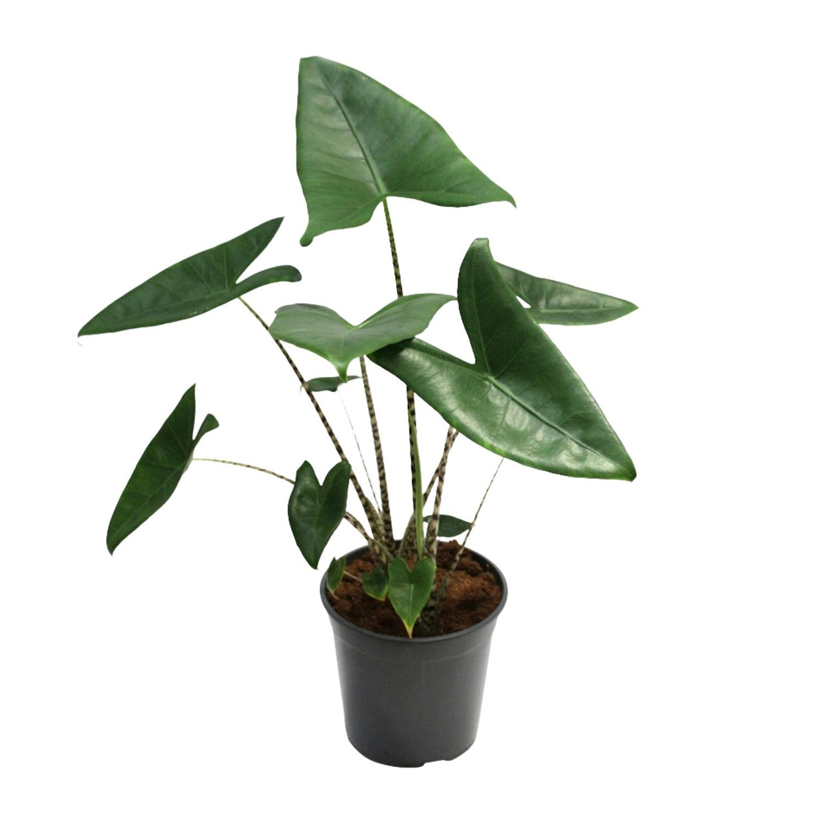 Alocasia Zebrina Zebby als tropische Olifantsoor kamerplant op een strakke witte achtergrond.