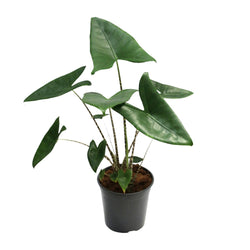 Alocasia Zebrina Zebby als tropische Olifantsoor kamerplant op een strakke witte achtergrond.