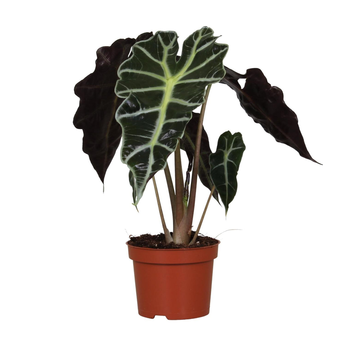 Kamerplant Alocasia amazonica Skeletplant Polly witte achtergrond