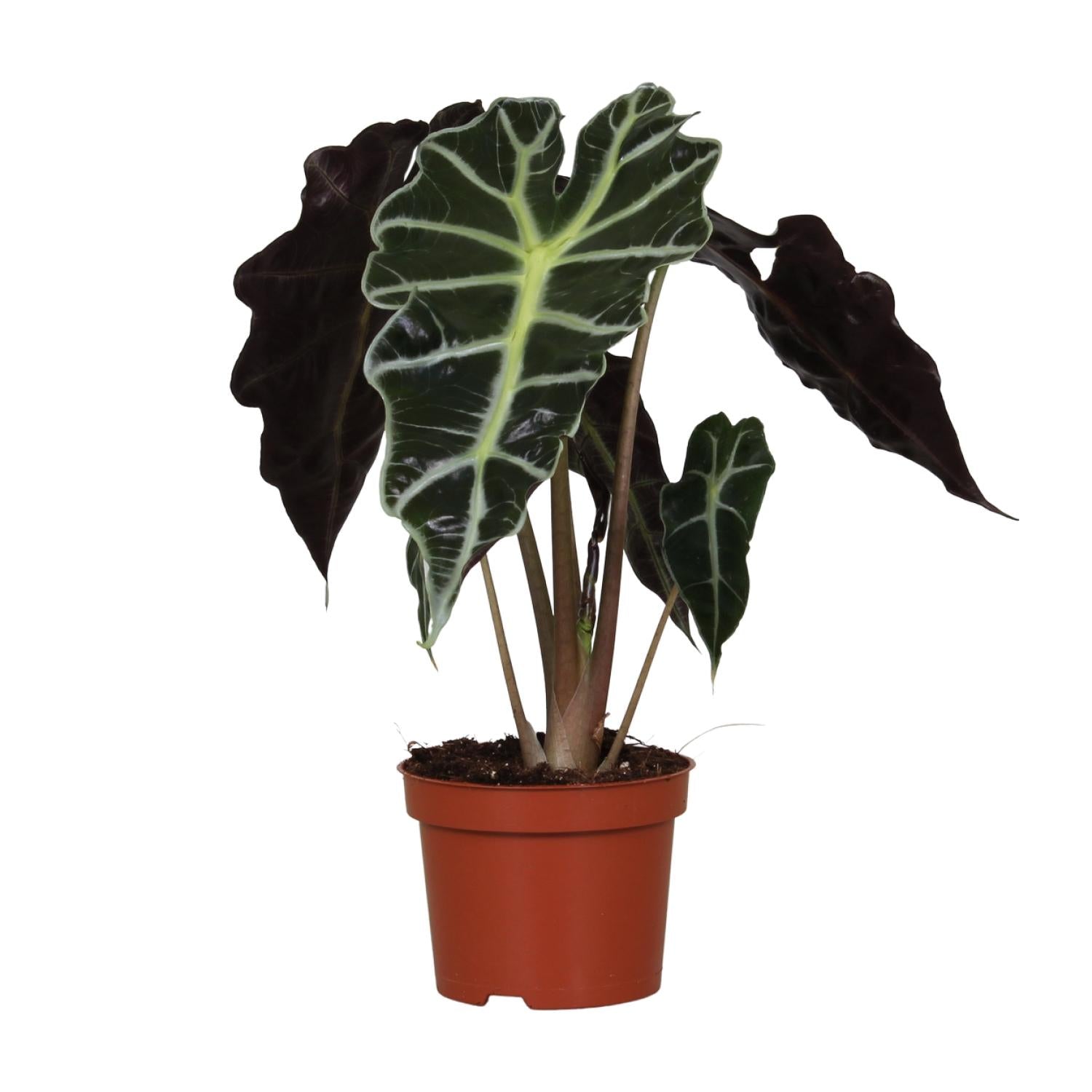 Kamerplant Alocasia amazonica Skeletplant Polly witte achtergrond