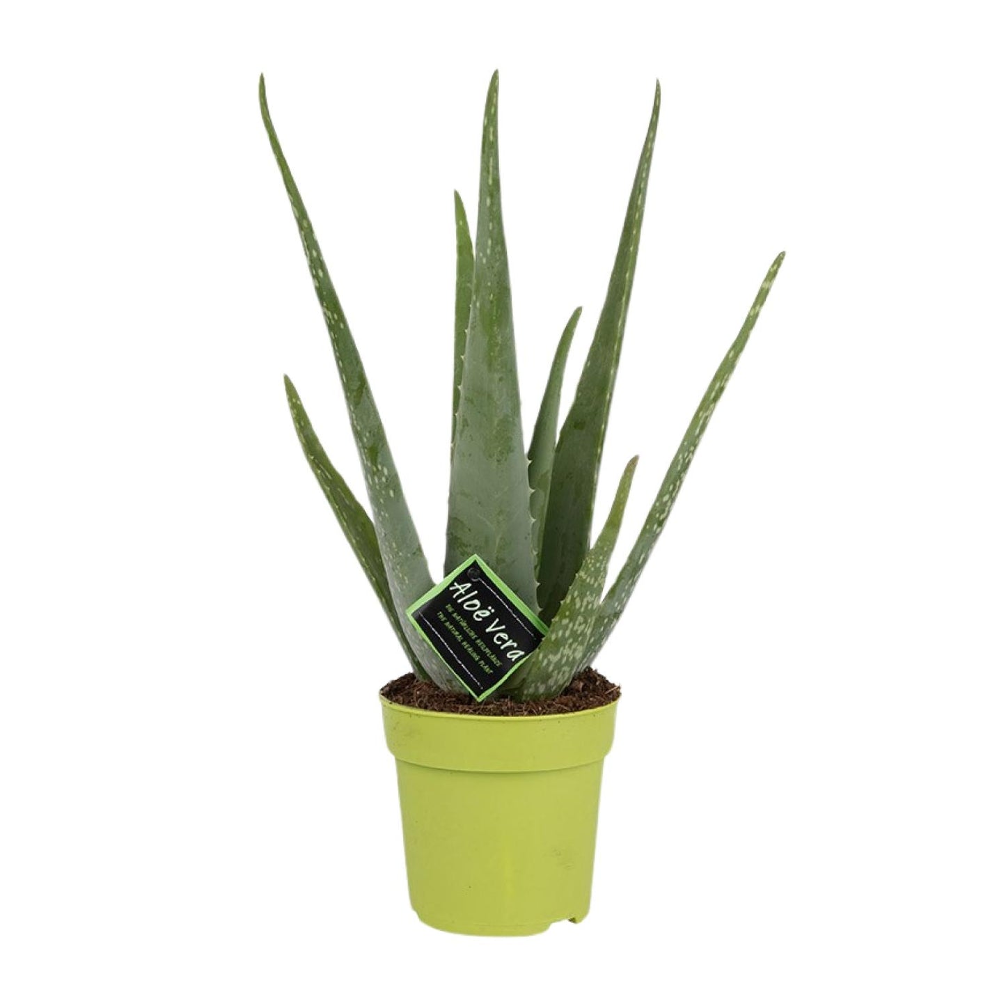 Grote Aloe vera vetplant Vera 50cm hoog voor een zonnige plek in huis