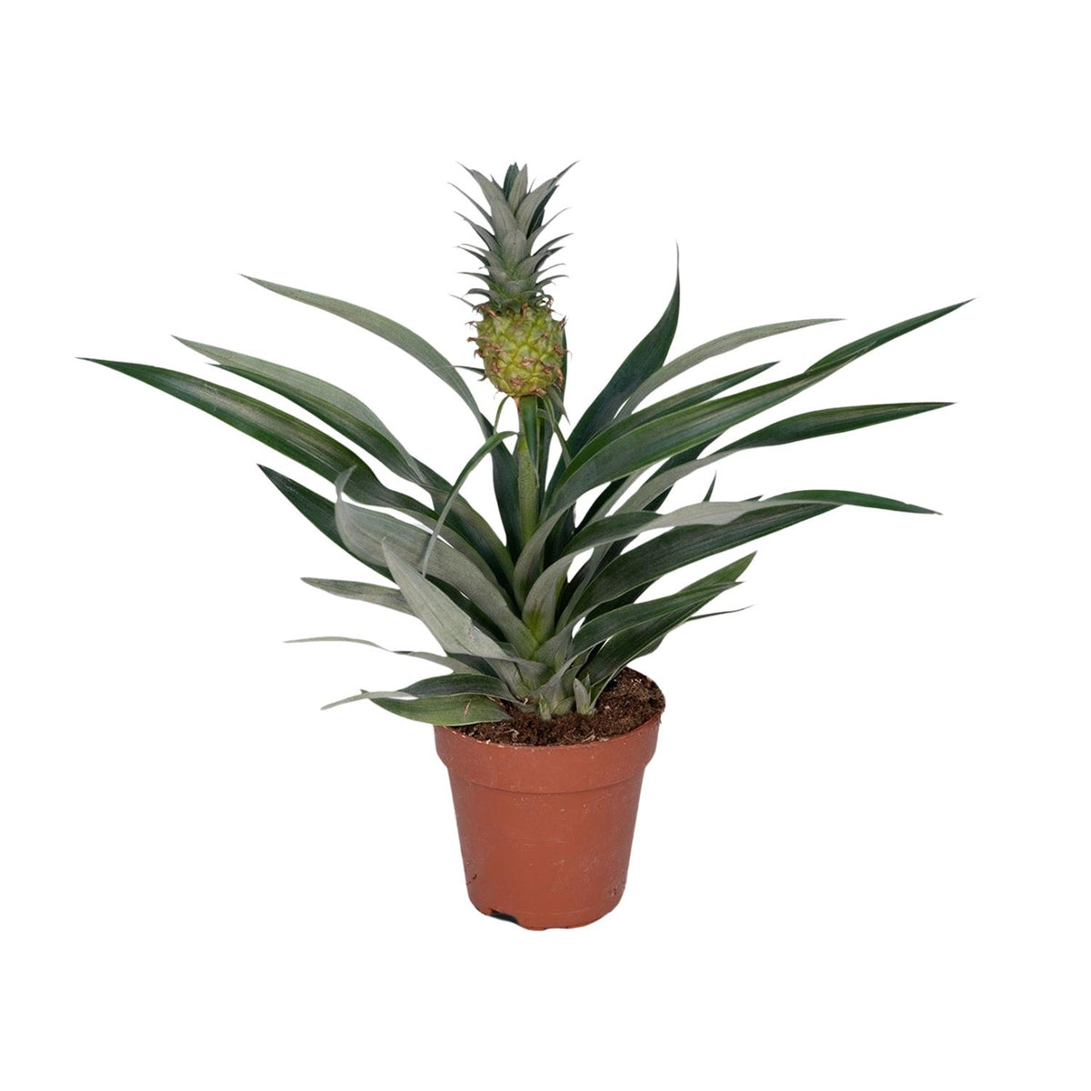Tropische Ananasplant Sunny als Bromelia Ananas in kweekpot op een strakke witte achtergrond.