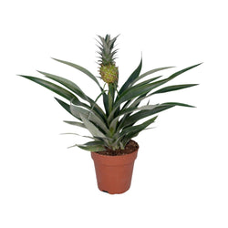 Tropische Ananasplant Sunny als Bromelia Ananas in kweekpot op een strakke witte achtergrond.