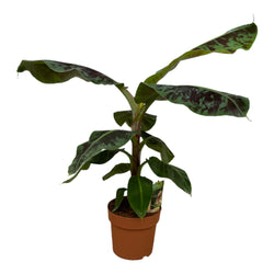 Bananenplant Musa Dwarf Cavendish van 80cm hoog voor de volle zon op witte achtergrond