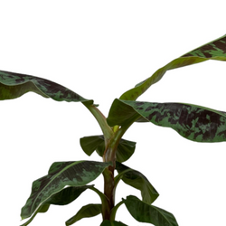 Bananenplant Musa Dwarf Cavendish van 80cm hoog voor de volle zon op witte achtergrond ingezoomd