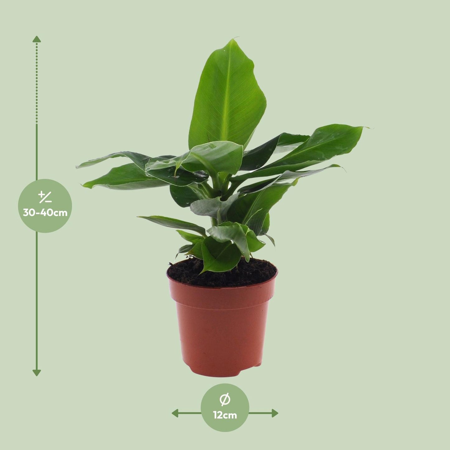 Bananenplant Musa Dwarf Cavendish van 40cm hoog en 12cm breed voor de volle zon op lichtgroene achtergrond