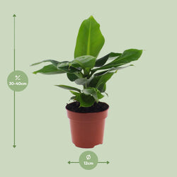Bananenplant Musa Dwarf Cavendish van 40cm hoog en 12cm breed voor de volle zon op lichtgroene achtergrond