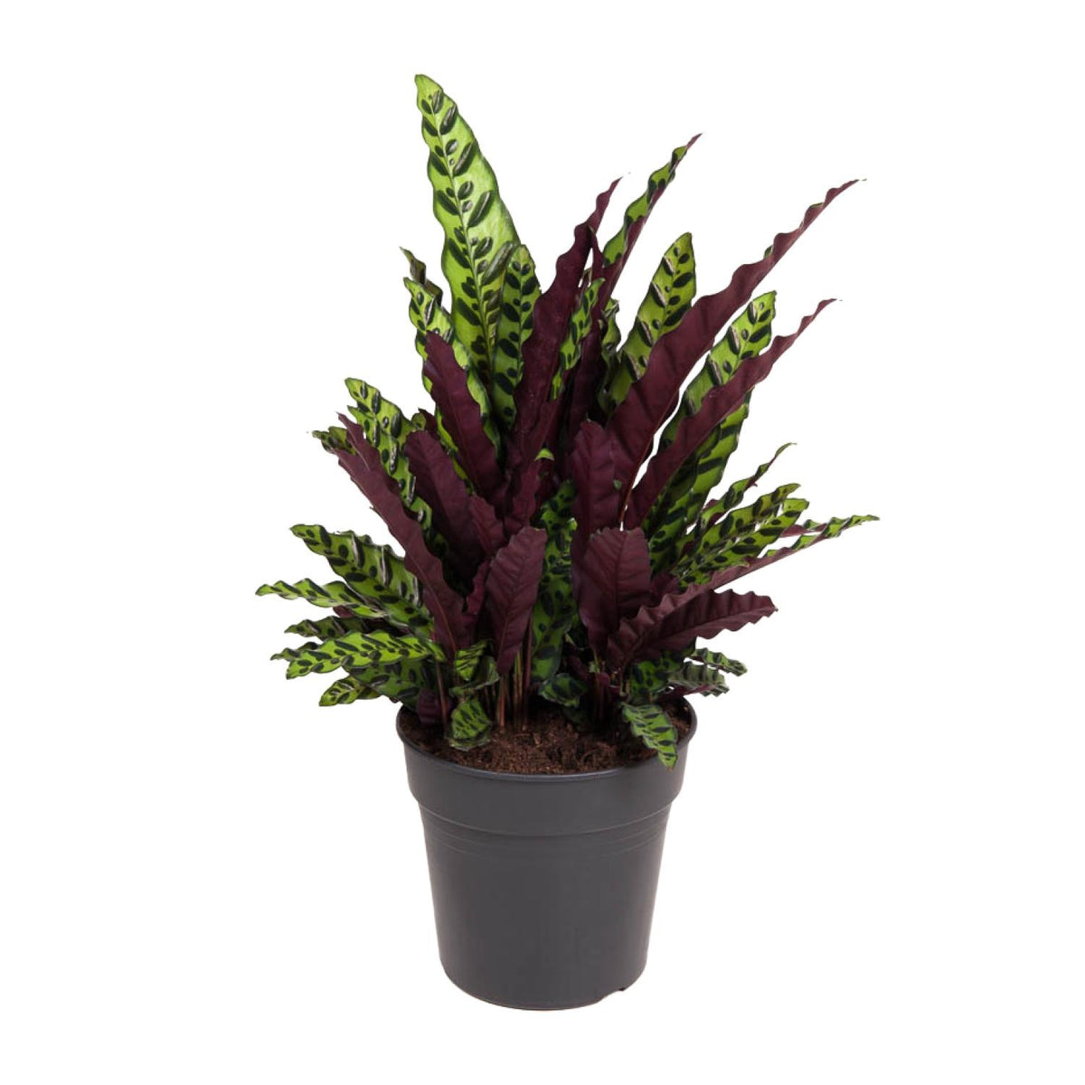 Prachtige Pauwenplant Calathea insignis Anne Fleur 70cm hoog diervriendelijk